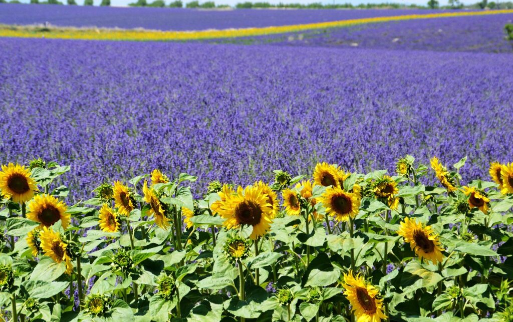 lavender field, sunflowers, valensole-1899575.jpg